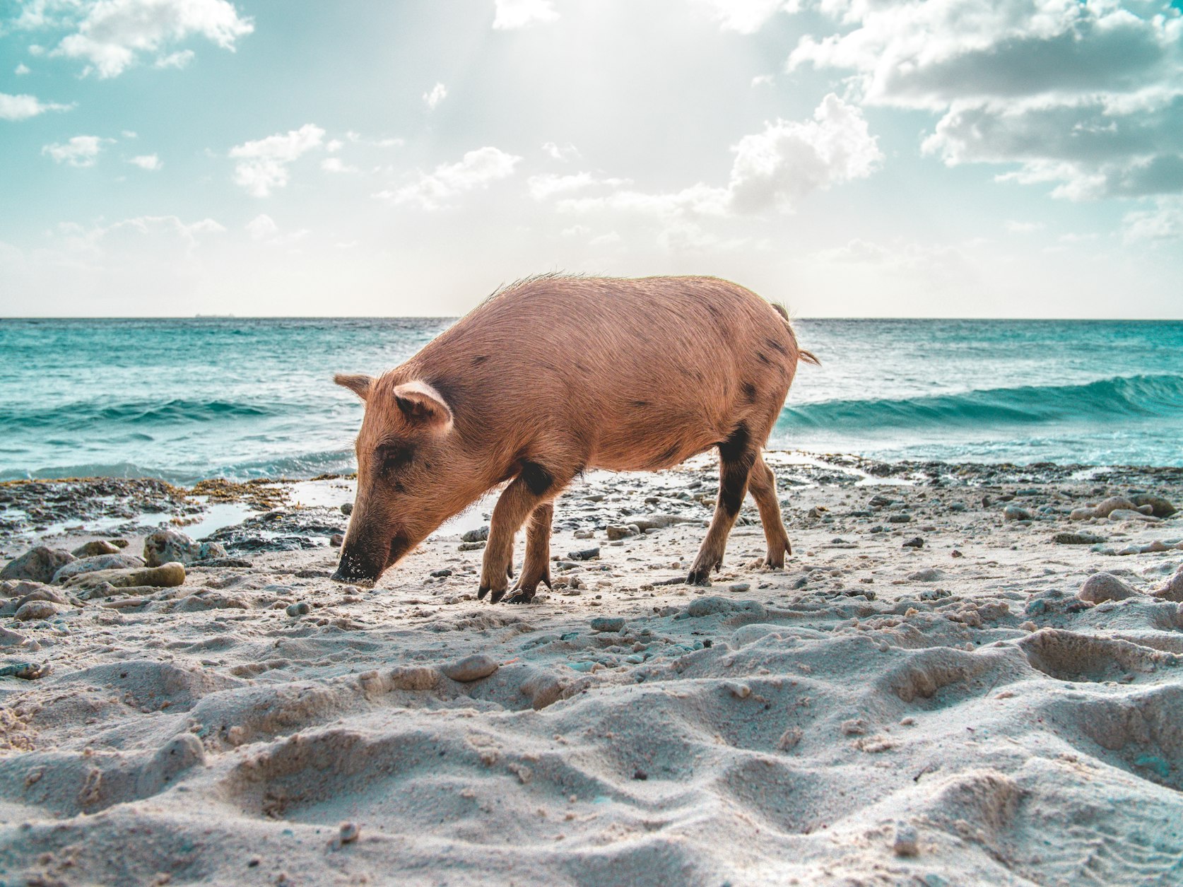 Pig on the beach in Curaçao